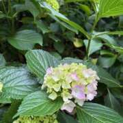 ヒメ日記 2025/05/30 08:10 投稿 さえ もしも素敵な妻が指輪をはずしたら・・・