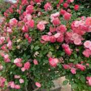 ヒメ日記 2025/05/19 19:46 投稿 宮城　さゆり セレブクィーン