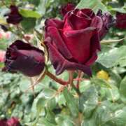 ヒメ日記 2025/05/20 19:07 投稿 宮城　さゆり セレブクィーン