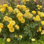 ヒメ日記 2025/06/12 15:26 投稿 宮城　さゆり セレブクィーン