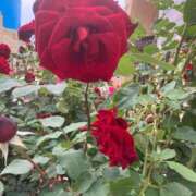 ヒメ日記 2025/09/19 11:54 投稿 宮城　さゆり セレブクィーン