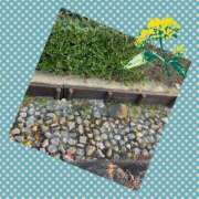 ヒメ日記 2025/03/01 13:11 投稿 山室 鶯谷人妻城