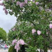 ヒメ日記 2025/05/22 20:47 投稿 ふうか 黒い金魚（札幌）