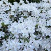 ヒメ日記 2025/05/23 13:17 投稿 ふうか 黒い金魚（札幌）