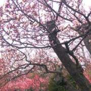 ヒメ日記 2025/04/27 23:23 投稿 AKIYO（あきよ） UTAKATA