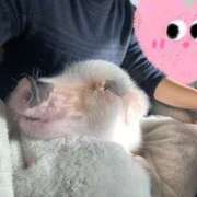 ヒメ日記 2025/01/13 00:03 投稿 みさき もしも素敵な妻が指輪をはずしたら・・・カーラ