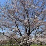 ヒメ日記 2025/03/31 13:39 投稿 姫乃るる ニューハーフヘルス シーメールレジェンド 横浜店