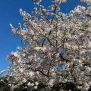 ヒメ日記 2026/04/08 11:22 投稿 みき Hip's-group越谷本店