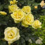 ヒメ日記 2025/05/25 14:31 投稿 みれい 上野デリヘル倶楽部