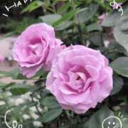 ヒメ日記 2025/06/03 15:42 投稿 みれい 上野デリヘル倶楽部