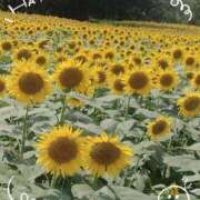 ヒメ日記 2025/07/19 14:15 投稿 みれい 上野デリヘル倶楽部