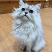 ヒメ日記 2025/11/24 19:03 投稿 むぎ チューリップ福井別館