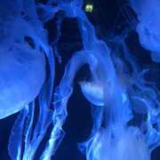 ヒメ日記 2025/03/14 21:58 投稿 のあ OOPS(オップス)