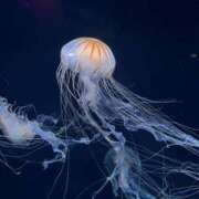 ヒメ日記 2025/05/23 21:54 投稿 のあ OOPS(オップス)