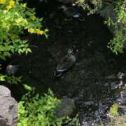 ヒメ日記 2025/10/10 19:41 投稿 水島 ここみ こあくまな熟女たち沼津店（KOAKUMAグループ）