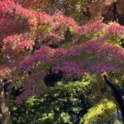 ヒメ日記 2025/11/17 21:33 投稿 水島 ここみ こあくまな熟女たち沼津店（KOAKUMAグループ）