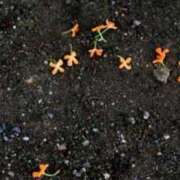 ヒメ日記 2025/10/18 10:39 投稿 永瀬 鶯谷人妻城