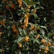 ヒメ日記 2025/10/29 14:05 投稿 永瀬 鶯谷人妻城