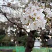 ヒメ日記 2026/03/29 20:15 投稿 永瀬 鶯谷人妻城