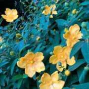 ヒメ日記 2025/04/26 15:52 投稿 るあな 奥様特急　池袋・大塚店