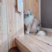 ヒメ日記 2025/01/31 12:00 投稿 あんず 完全密室 無抵抗