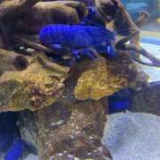 ヒメ日記 2025/02/21 13:12 投稿 あんず 完全密室 無抵抗