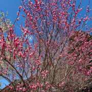 ヒメ日記 2025/03/17 14:29 投稿 しゅり 熟女総本店 堺東店