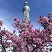 ヒメ日記 2026/03/24 23:39 投稿 凜々子 夕月