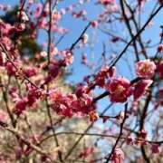 ヒメ日記 2026/02/02 10:49 投稿 彩乃 夕月