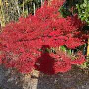 ヒメ日記 2025/11/30 20:36 投稿 さゆり 熟女家 京橋店