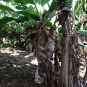 ヒメ日記 2025/02/22 11:25 投稿 華(はな) 黒薔薇