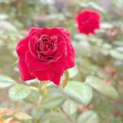 ヒメ日記 2025/10/22 15:59 投稿 なぎ☆可愛い清純モデル級ぱいぱん PREMIUM萌え可愛いチョコレート～全てのステージで感動の体験を～