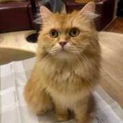 ヒメ日記 2025/01/16 19:40 投稿 ひまり ハピネス東京