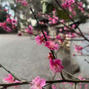 ヒメ日記 2025/03/26 16:47 投稿 ひまり ハピネス東京