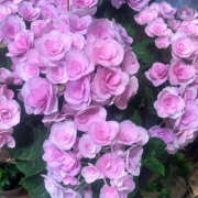 ヒメ日記 2025/05/29 19:07 投稿 ひまり ハピネス東京