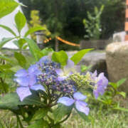 ヒメ日記 2025/06/12 17:57 投稿 ひまり ハピネス東京