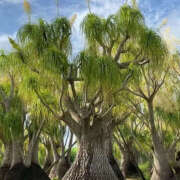 ヒメ日記 2025/07/15 12:08 投稿 ひまり ハピネス東京