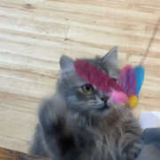 ヒメ日記 2025/08/16 07:17 投稿 ひまり ハピネス東京