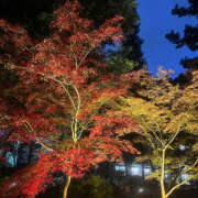 ヒメ日記 2025/11/30 06:07 投稿 ひまり ハピネス東京