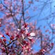 ヒメ日記 2026/03/13 06:09 投稿 ひまり ハピネス東京