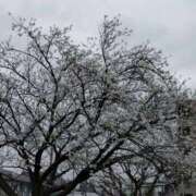 ヒメ日記 2026/03/29 07:44 投稿 夏目 いおり マーベリック横浜