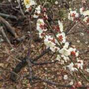 ヒメ日記 2025/02/18 09:32 投稿 おとは タレント倶楽部Around40