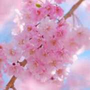 ヒメ日記 2025/04/01 17:04 投稿 おとは タレント倶楽部Around40