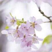 ヒメ日記 2025/04/06 13:38 投稿 おとは タレント倶楽部Around40