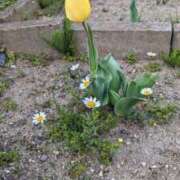 ヒメ日記 2025/04/07 22:16 投稿 おとは タレント倶楽部Around40