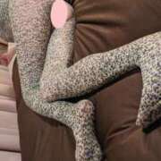 ヒメ日記 2025/04/13 03:38 投稿 おとは タレント倶楽部Around40