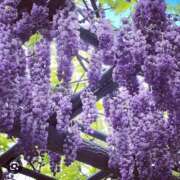 ヒメ日記 2025/04/30 23:06 投稿 おとは タレント倶楽部Around40