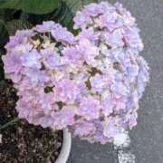 ヒメ日記 2025/06/10 07:38 投稿 おとは タレント倶楽部Around40