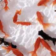 ヒメ日記 2025/08/24 13:58 投稿 おとは タレント倶楽部Around40