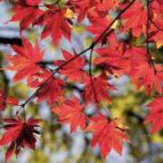 ヒメ日記 2025/11/23 10:08 投稿 おとは タレント倶楽部Around40